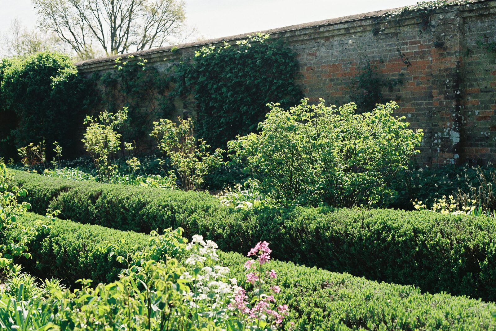 Neatly trimmed and shaped garden hedge