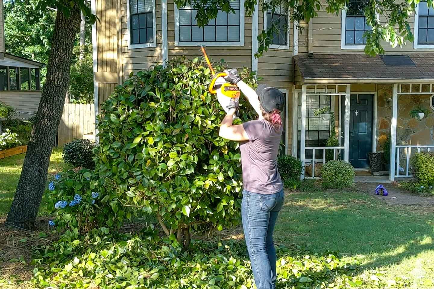 Pruning shrubs and small tree care