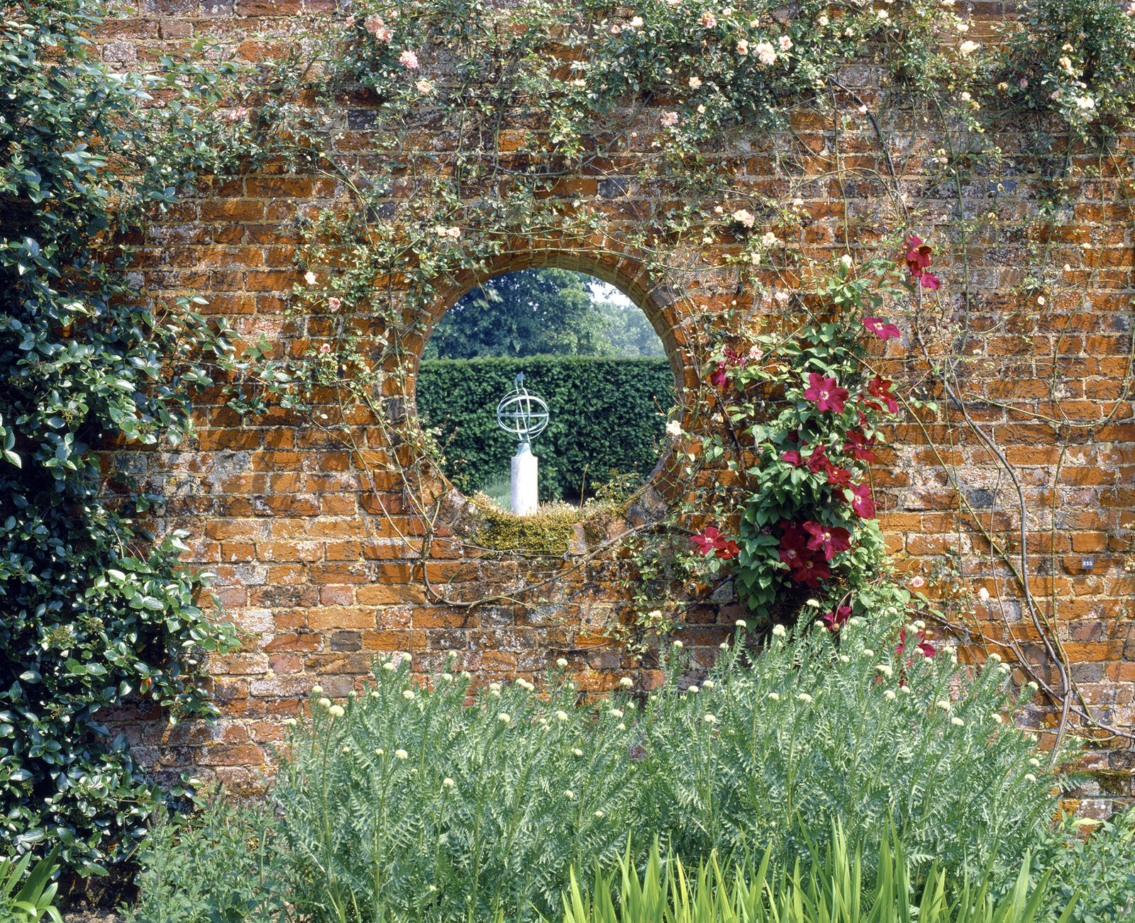 Cleaned brick garden wall with climbing plants
