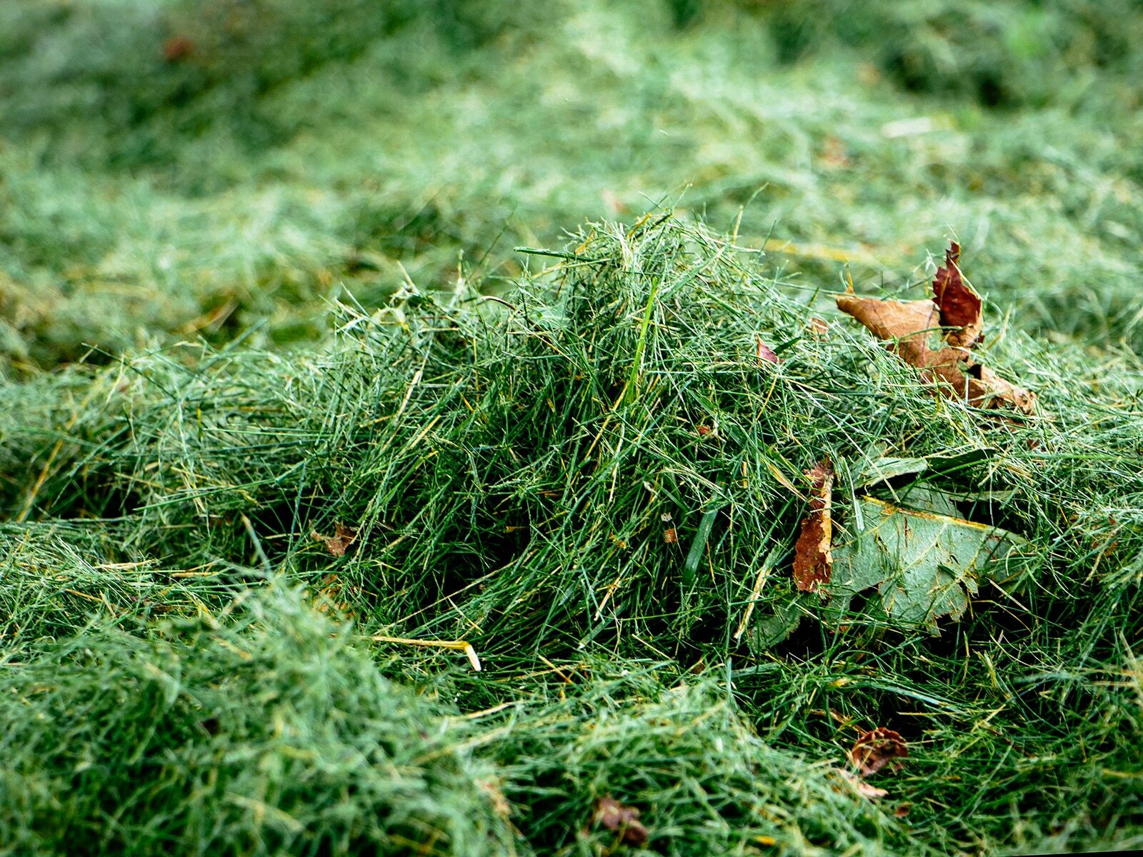 Pile of green garden waste and clippings